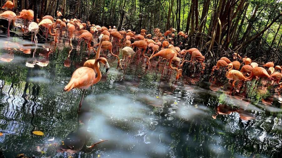 Cartagena: Baru Excursion + Aviary (ticket not included) + lunch - Who this excursion fits best