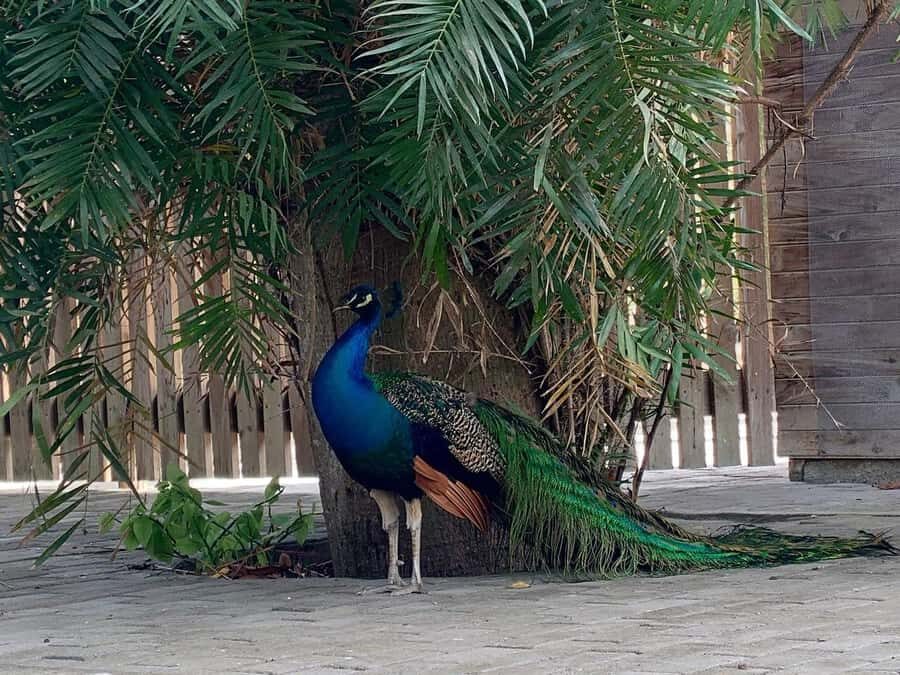 Cartagena: Baru Excursion + Aviary (ticket not included) + lunch - Pickup around Cartagena: Castillogrande, Sibarita del Mar, Bocagrande