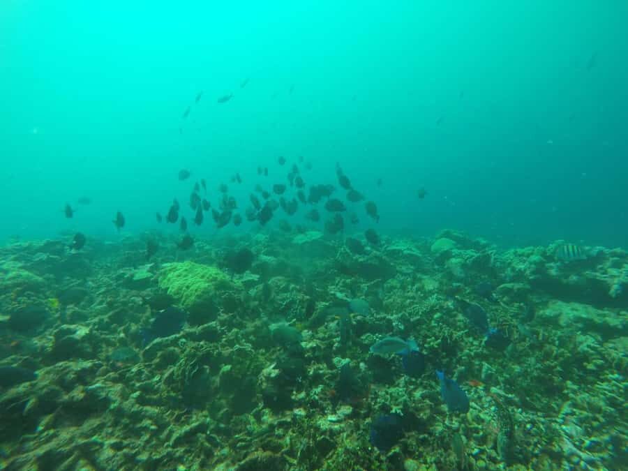 Cartagena: Basic Diving for beginners in Rosario Islands - Should you book Cartagena basic scuba for beginners in the Rosario Islands?