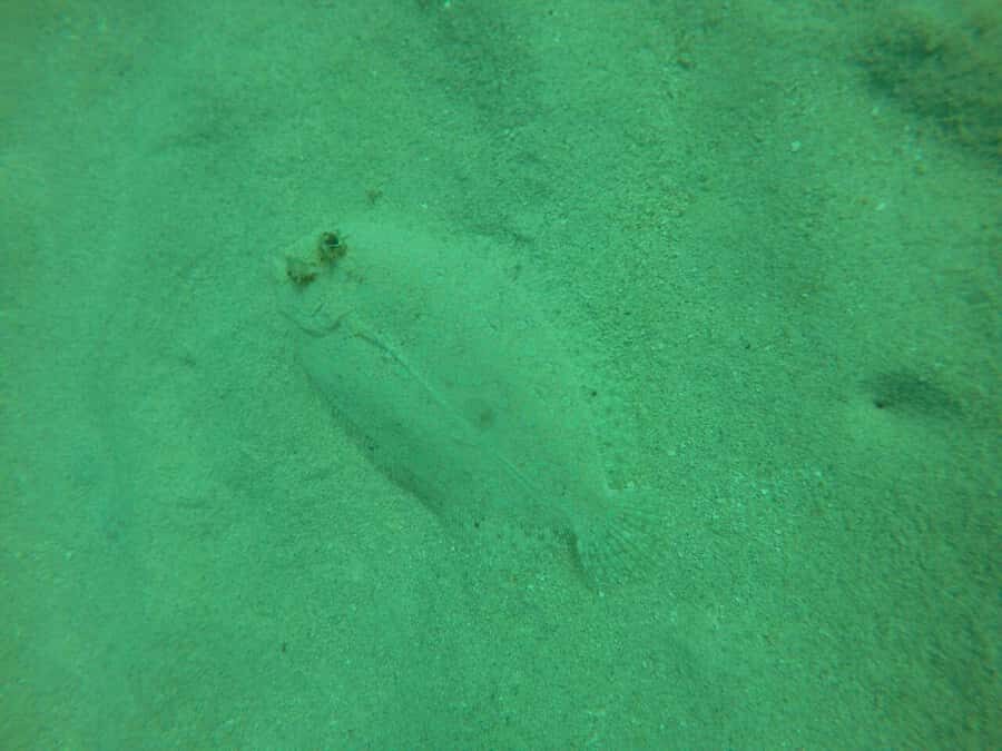Cartagena: Basic Diving for beginners in Rosario Islands - Corales del Rosario National Park: what you can expect in the water