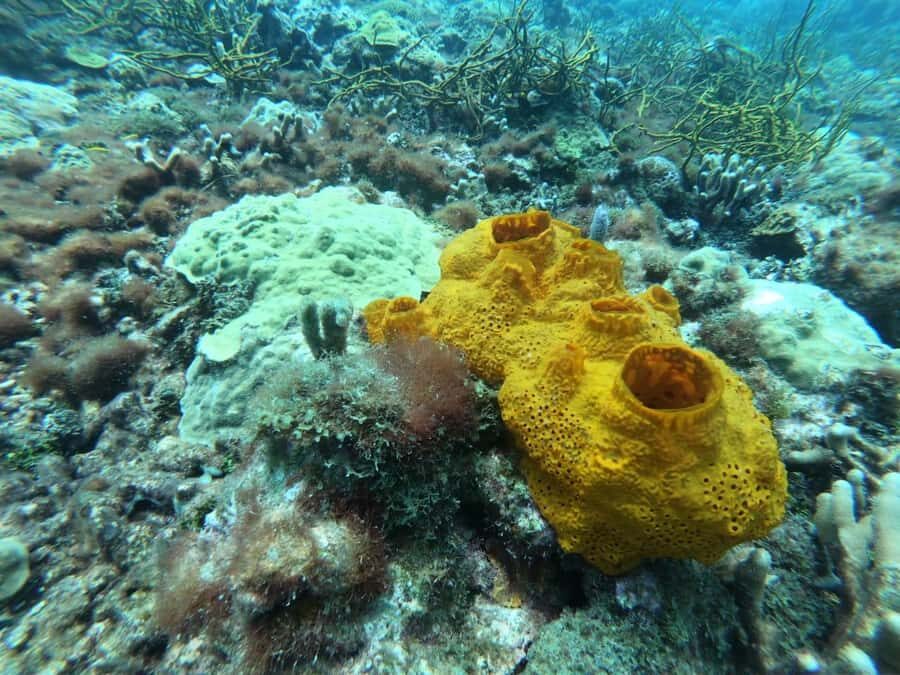 Cartagena: Basic Diving for beginners in Rosario Islands - Price and logistics: is $137 good value?