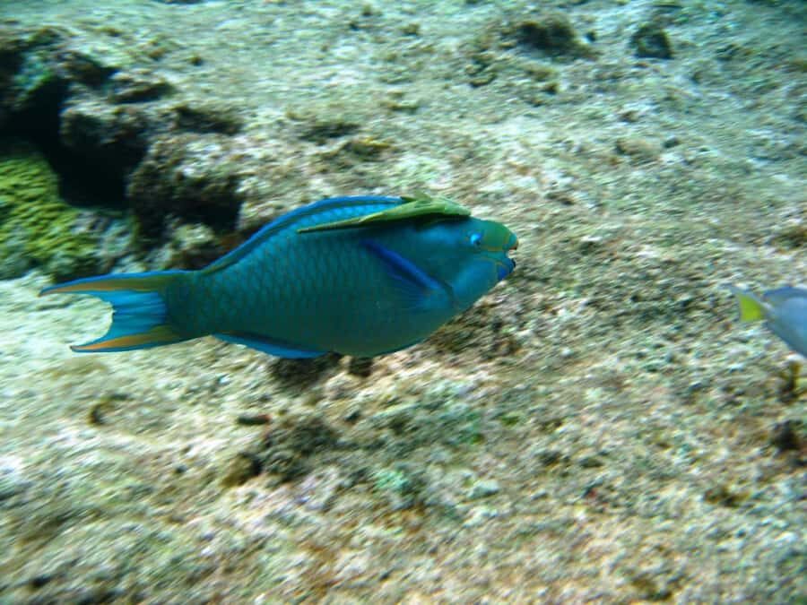 Cartagena: Basic Diving for beginners in Rosario Islands - Who should book this beginner scuba experience
