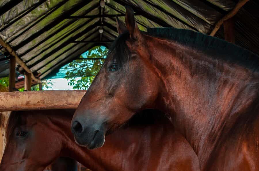 Cartagena: Beach Horse Ride and Colombian Equestrian Culture - Price and value: what $186 covers (and why it can be fair)