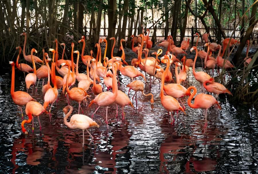 Cartagena: Daytour Aviary and Playa blanca, Barú by bus! - Key things to know before you go