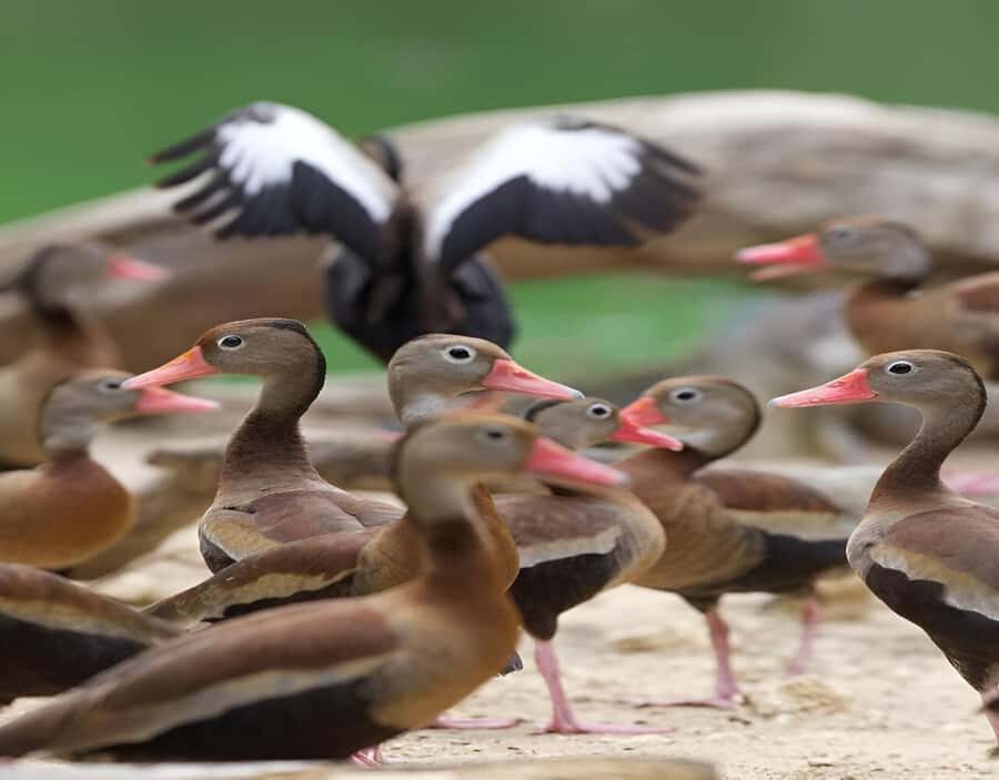Cartagena: Daytour Aviary and Playa blanca, Barú by bus! - Who should book this and who should skip it