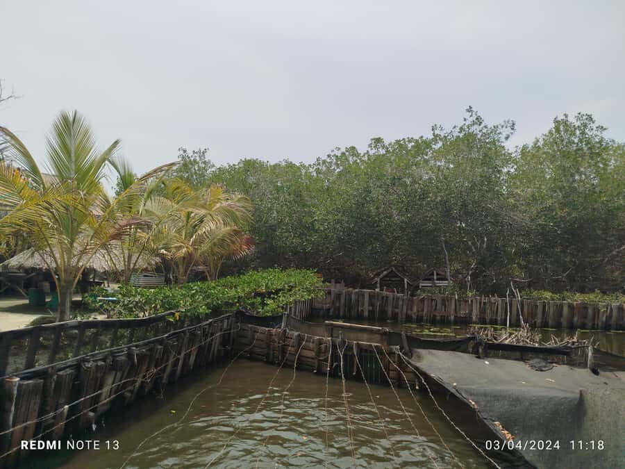 Cartagena: FISHERMEN'S ISLAND IN THE MANGROVES by canoe - Mangrove canoeing from La Boquilla: what the ride is really like