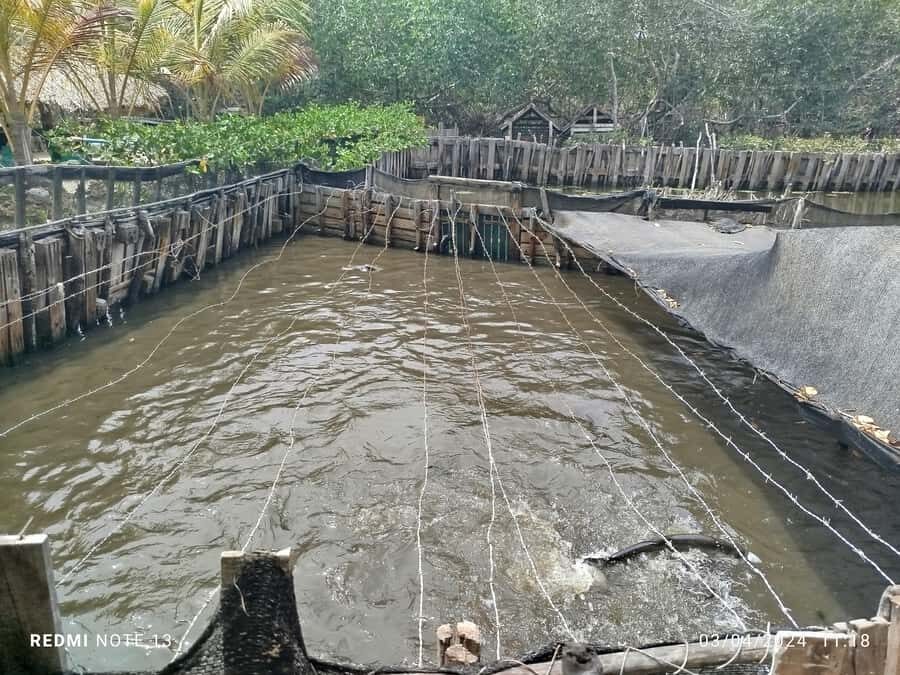 Cartagena: FISHERMEN'S ISLAND IN THE MANGROVES by canoe - Pickup and drop-offs: where you start and how you get back