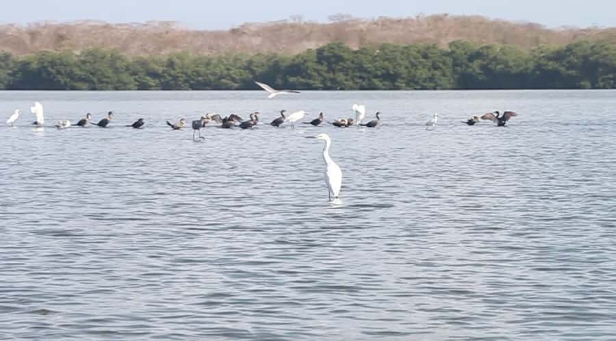 Cartagena Fishing, Crabbing, Birdwatching Experience + Lunch - Key Highlights You Should Know