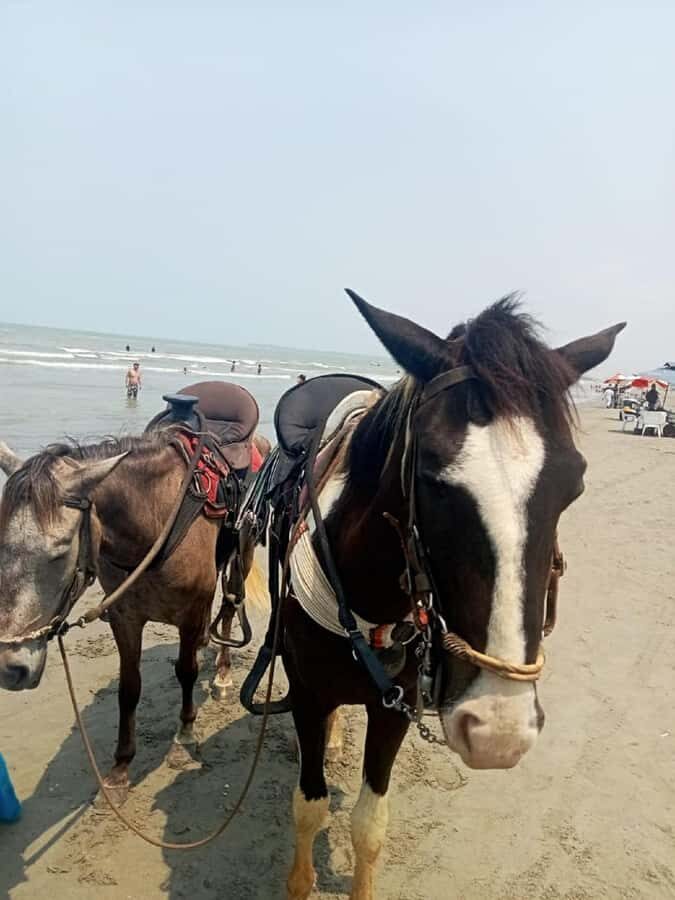Cartagena: Horse riding on the beaches of Cartagena & PHOTOS - Getting there and getting back: taxis, buses, and the India Catalina route