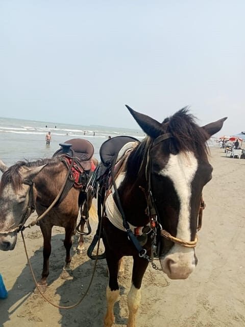 Cartagena: Horse riding on the beaches of Cartagena & PHOTOS - Who should book this beach horse ride (and who shouldn’t)