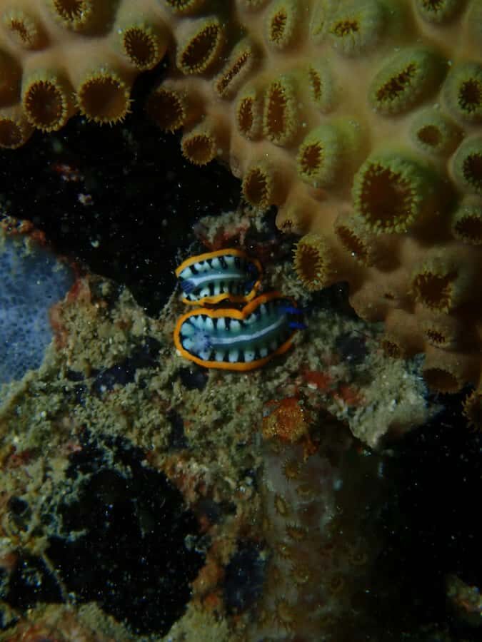 Cartagena: PADI DISCOVER SCUBA / MINICURSO DE BUCEO - Two Shallow Underwater Sessions at 5–10 Meters