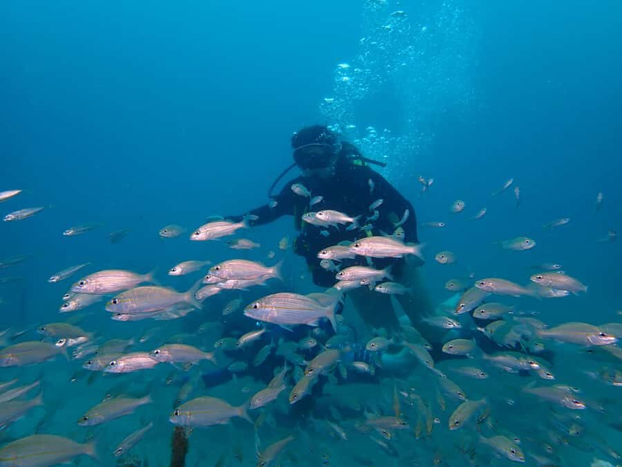 Cartagena: PADI DISCOVER SCUBA / MINICURSO DE BUCEO - What You Get Back: Photos and Videos Included