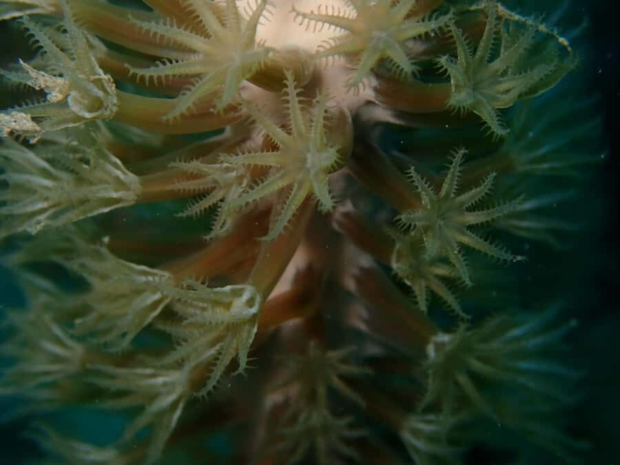 Cartagena: PADI DISCOVER SCUBA / MINICURSO DE BUCEO - Important Limits: Who Should Skip This One?