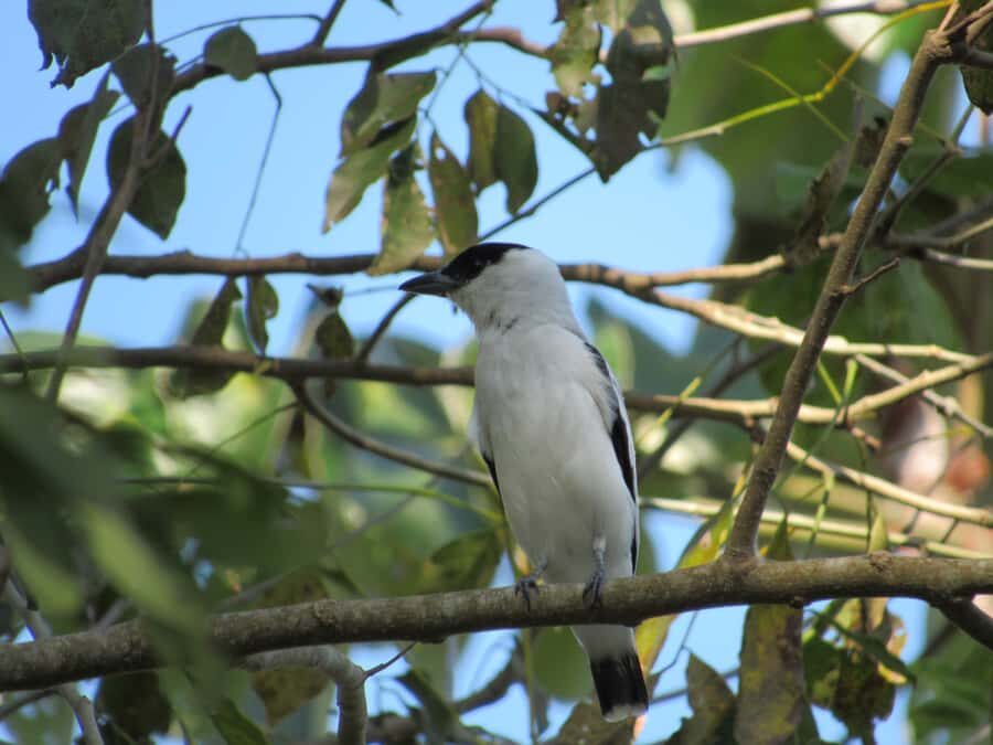 Cartagena: Private Bird-Watching Tour with Breakfast - What to pack: dress for birds, not for style