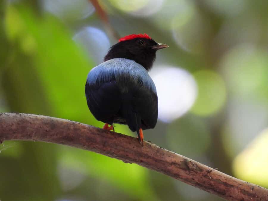 Cartagena: Private Bird-Watching Tour with Breakfast - The drive: 55 minutes out of Cartagena, into forest birding