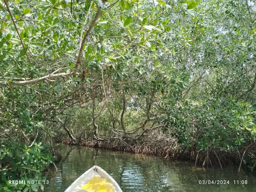 Cartagena: Private Sail in the mangrove GUIDE in ENGLISH - Key points before you go