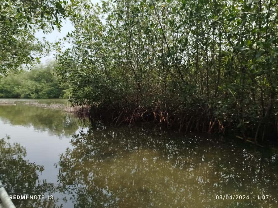 Cartagena: Private Sail in the mangrove GUIDE in ENGLISH - Private Mangrove Tunnels in Cartagena: What This Trip Really Feels Like
