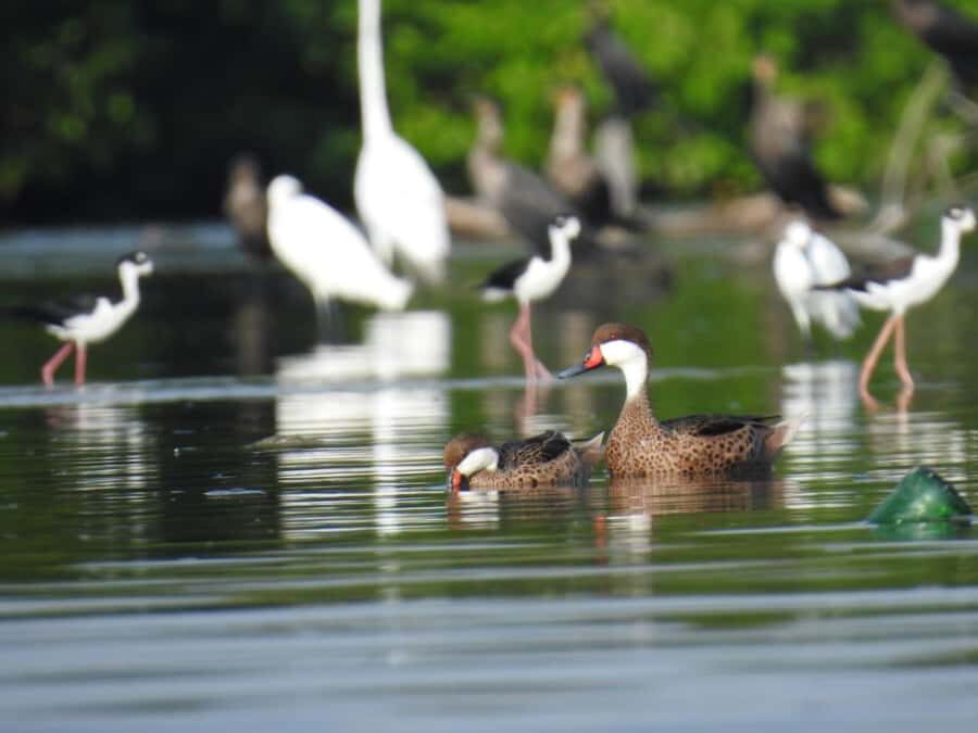 Cartagena: Private Sail in the mangrove GUIDE in ENGLISH - La Boquilla Meeting Point and Pickup Choices (Why It Can Make or Break the Day)