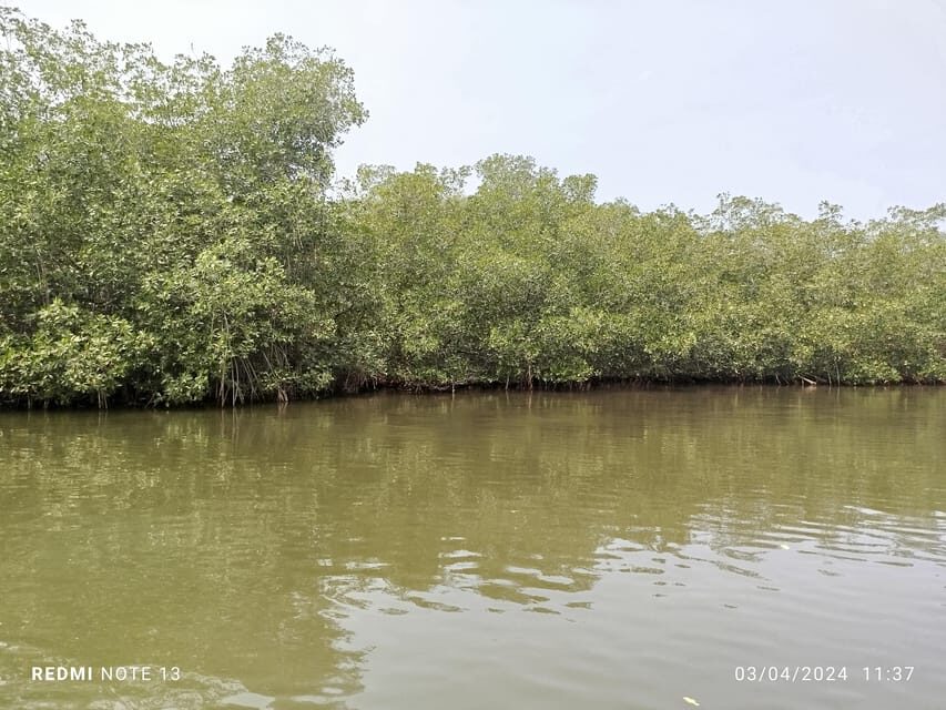 Cartagena: Private Sail in the mangrove GUIDE in ENGLISH - Riding a Typical Canoe Through the Mangroves: The Format Details That Matter