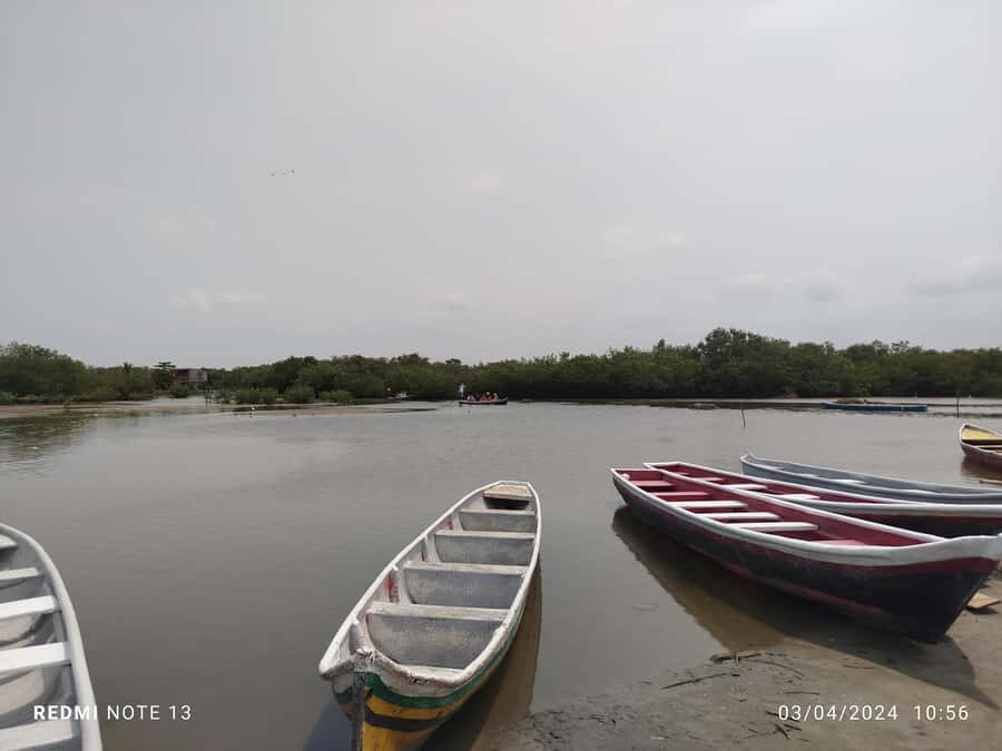 Cartagena: Private Sail in the mangrove GUIDE in ENGLISH - Bird Watching Timing: Herons, Pelicans, and the Bird-Spotting Rhythm