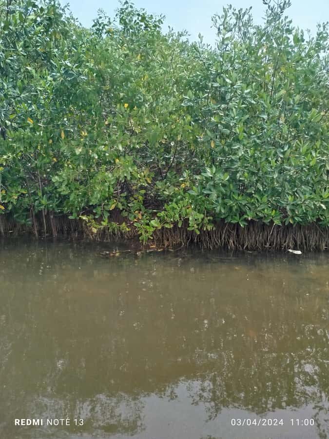 Cartagena: Private Sail in the mangrove GUIDE in ENGLISH - Price and Value: How $25 Holds Up (Plus Pickup Costs)