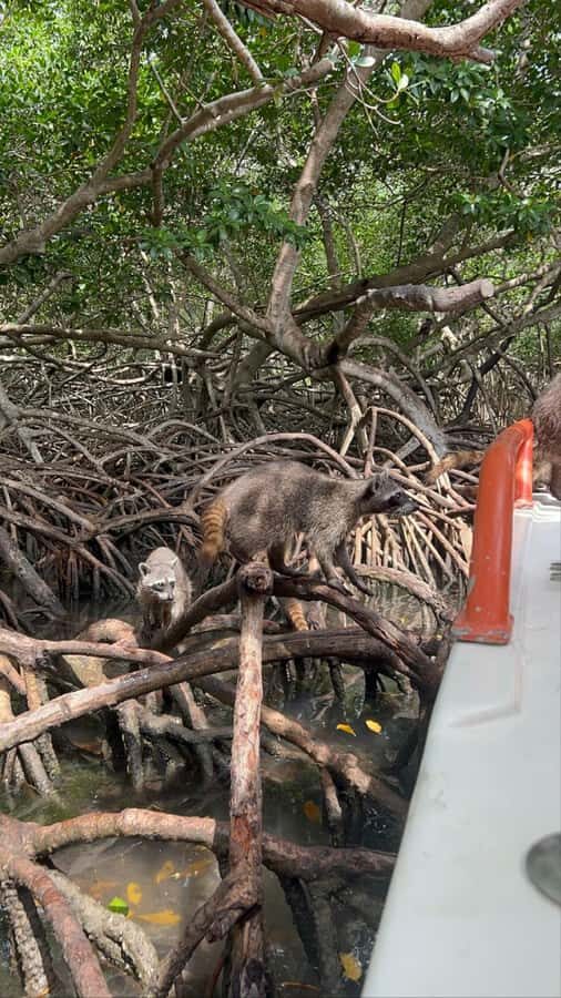 Cartagena: Raccoon Island Snorkel, Mangrove, Photos & Lunch - Who This Tour Fits Best (and Who Should Skip It)