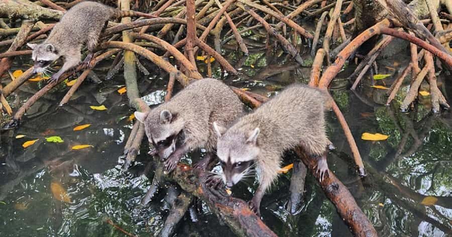 Cartagena: Raccoon Island Snorkel, Mangrove, Photos & Lunch - From Cartagena Pickup to the Barú Boat Day
