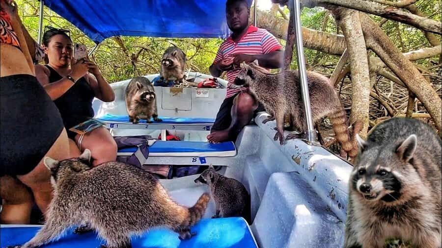 Cartagena: Raccoon Island Snorkel, Mangrove, Photos & Lunch - Raccoon Feeding and Photo Time in the Mangroves