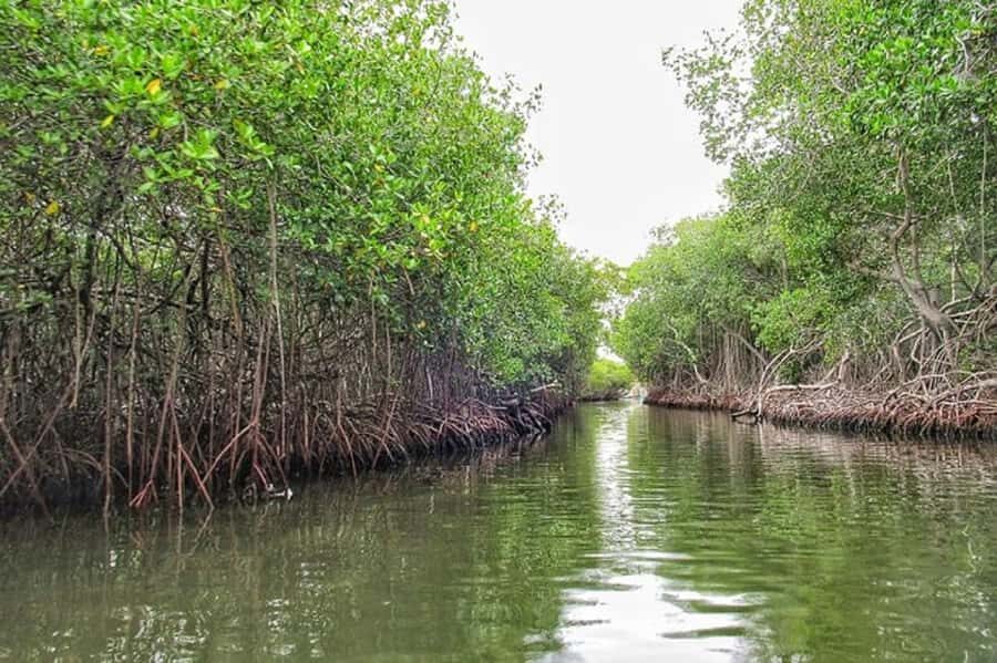 Cartagena: Raccoon Island Snorkel, Mangrove, Photos & Lunch - Speedboat Stops and the Secret Photo Segment