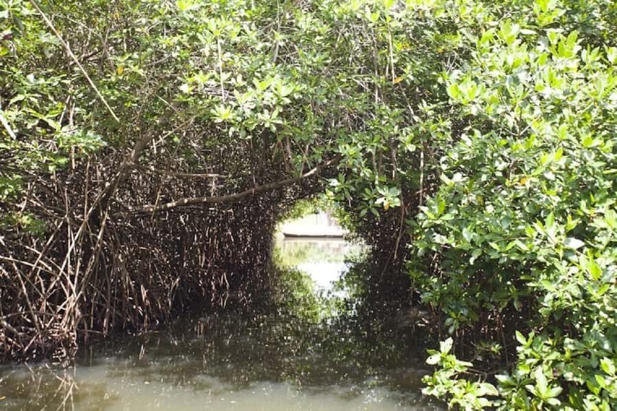 Cartagena: Raccoon Island Snorkel, Mangrove, Photos & Lunch - Snorkeling: What You’re Really Buying (and What to Watch For)