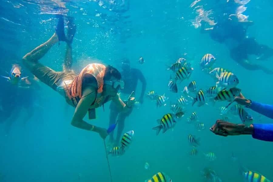 Cartagena: Raccoon Island Snorkel, Mangrove, Photos & Lunch - Mangrove Tour: Wildlife Viewing and Wetland Reality