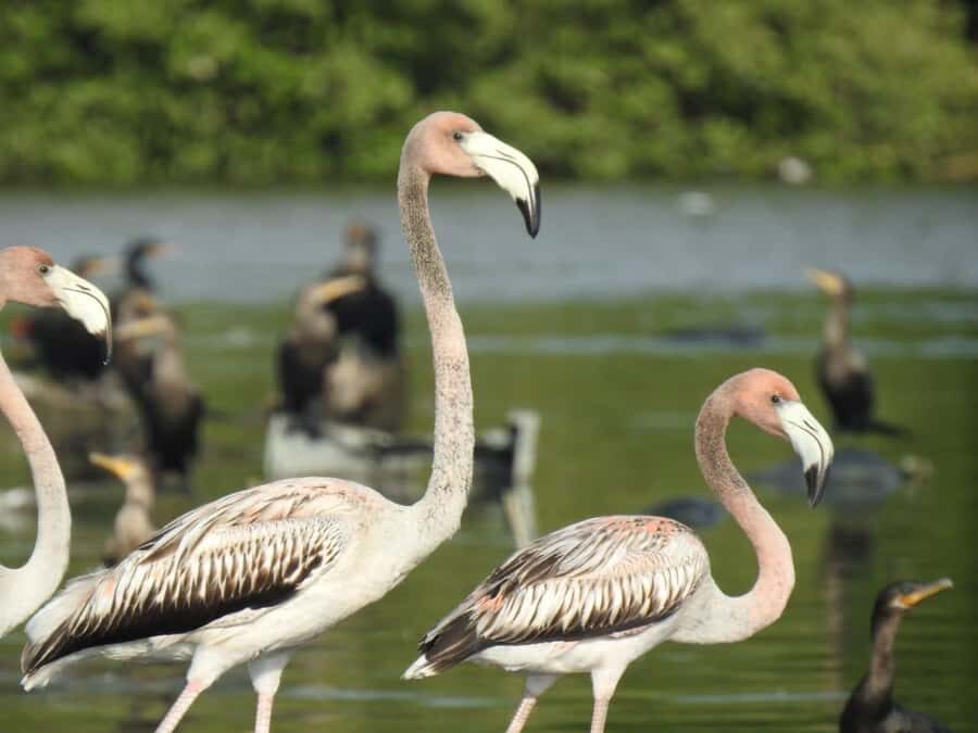 Cartagena: Sail in the mangroves of Cartagena - The 3 mangrove tunnels: your quiet, photo-ready highlight
