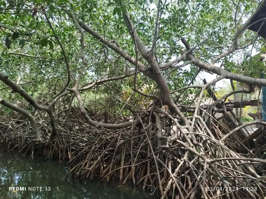 Cartagena: Sail in the mangroves of Cartagena - Wildlife you can actually spot: herons, pelicans, crabs, and more
