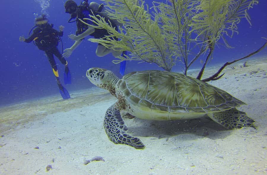 Cartagena: Scuba Diving Day Trip at Playa Blanca with Lunch - Key things I’d focus on