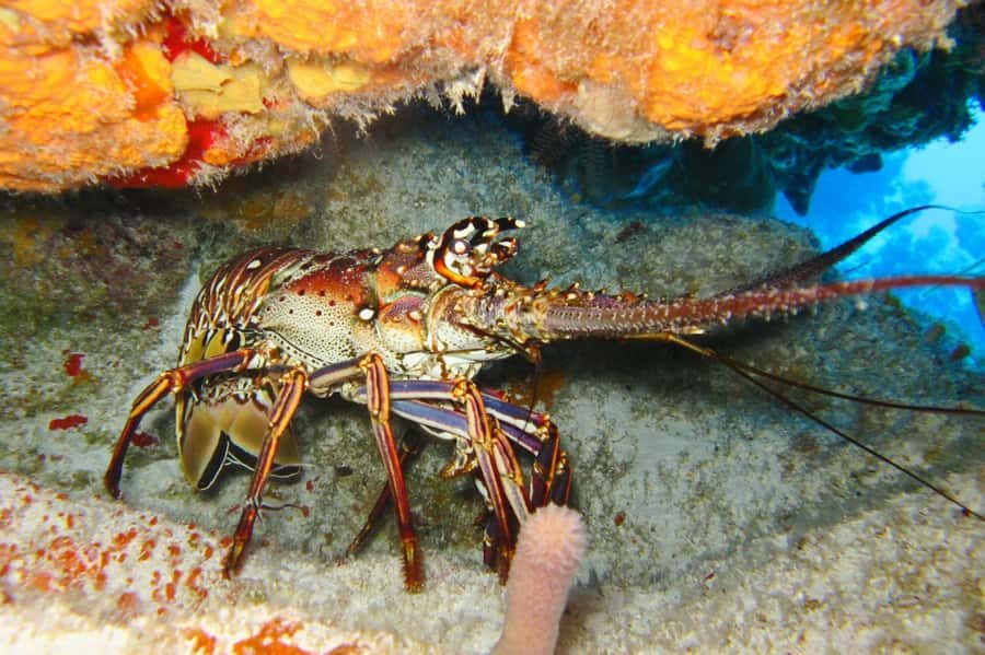 Cartagena: Scuba Diving Day Trip at Playa Blanca with Lunch - Should you book Cartagena: Scuba Day Trip at Playa Blanca with Lunch?