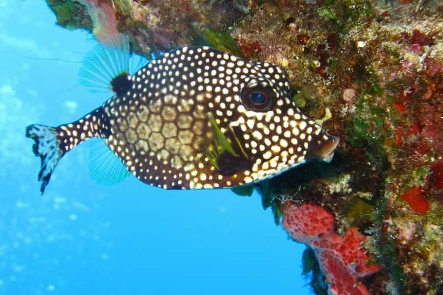Cartagena: Scuba Diving Day Trip at Playa Blanca with Lunch - Playa Blanca afternoon: sea bath, sun time, and the beach walk option