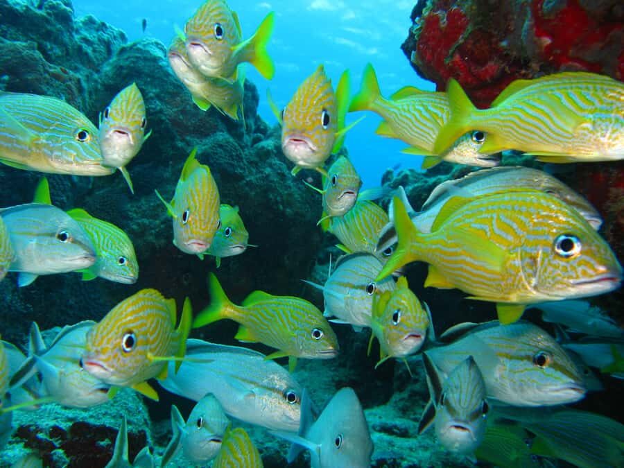 Cartagena: Scuba Diving Day Trip at Playa Blanca with Lunch - The return to Cartagena: timing, rush hour, and how to not feel rushed