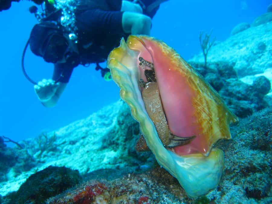Cartagena: Scuba Diving Day Trip at Playa Blanca with Lunch - Price and value: what $120 buys you (and what to confirm)