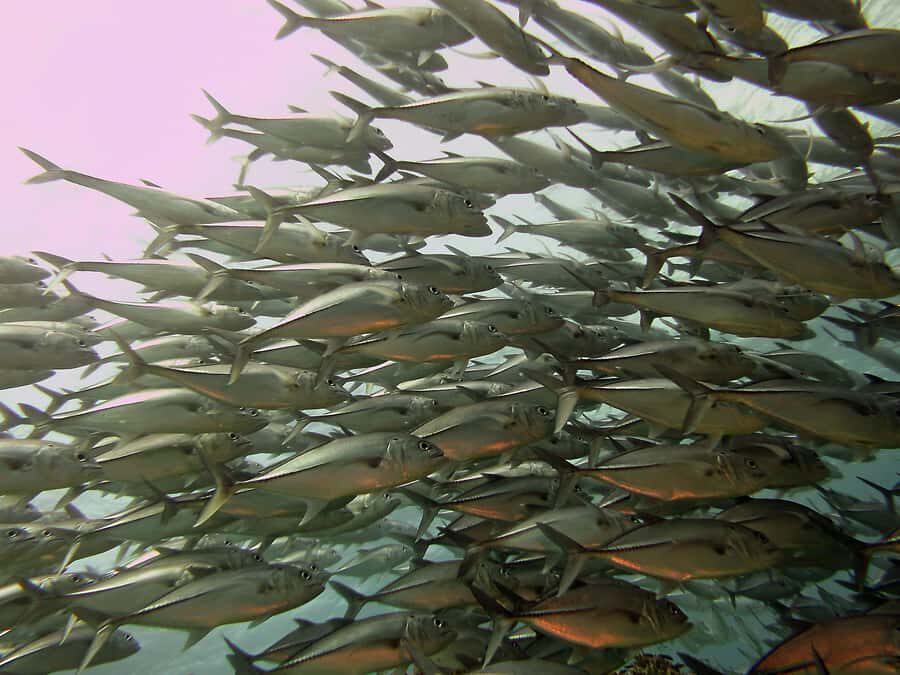 Cartagena: Scuba Diving Day Trip at Playa Blanca with Lunch - Who this day trip fits best (and who should skip it)