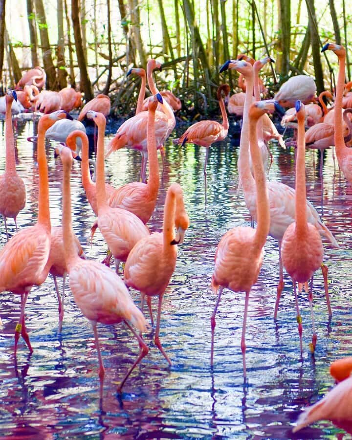 Cartagena:Daytour Aviary with entrance + Playa blanca by bus - Key Things To Know Before You Go