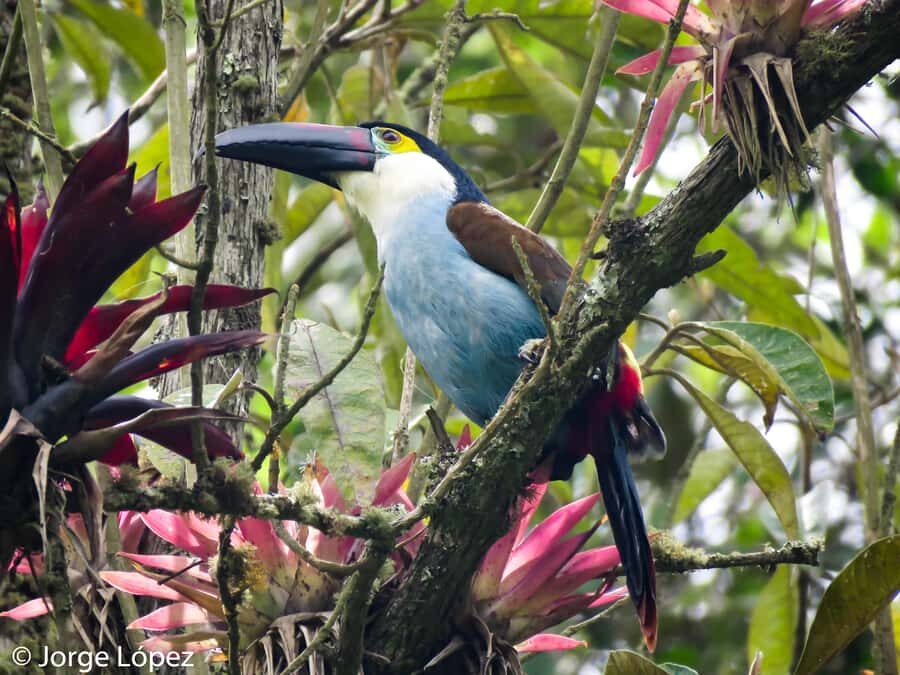 Cocora Valley: Route of the Hummingbirds + breakfast & lunch - Key highlights you’ll notice right away