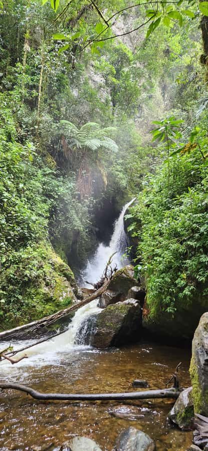 Cocora Valley: Route of the Hummingbirds + breakfast & lunch - Why Cocora Valley feels different on this route