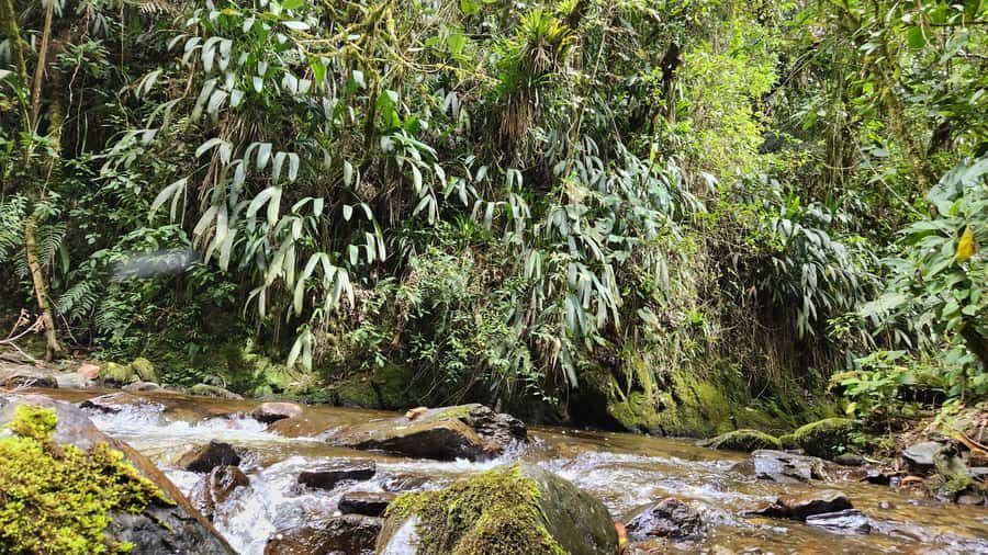 Cocora Valley: Route of the Hummingbirds + breakfast & lunch - What “small group up to 8” really changes