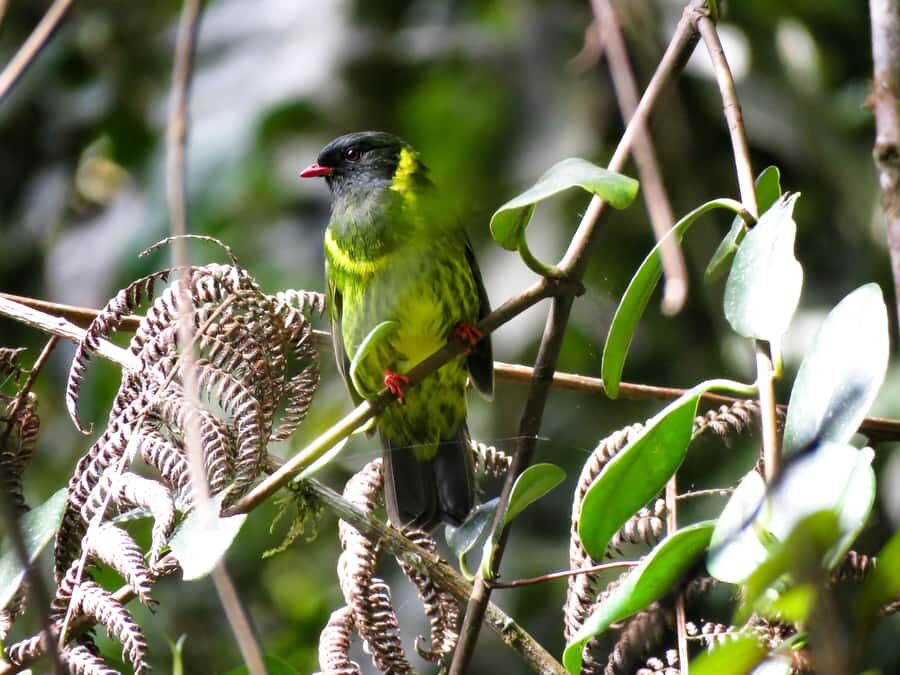 Cocora Valley: Route of the Hummingbirds + breakfast & lunch - Salento breakfast: where birding starts (and binoculars get real)