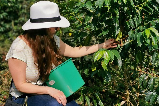 Coffee & Chocolate Private Tour in Medellin: Genuine Experience - What makes this coffee and chocolate day feel real