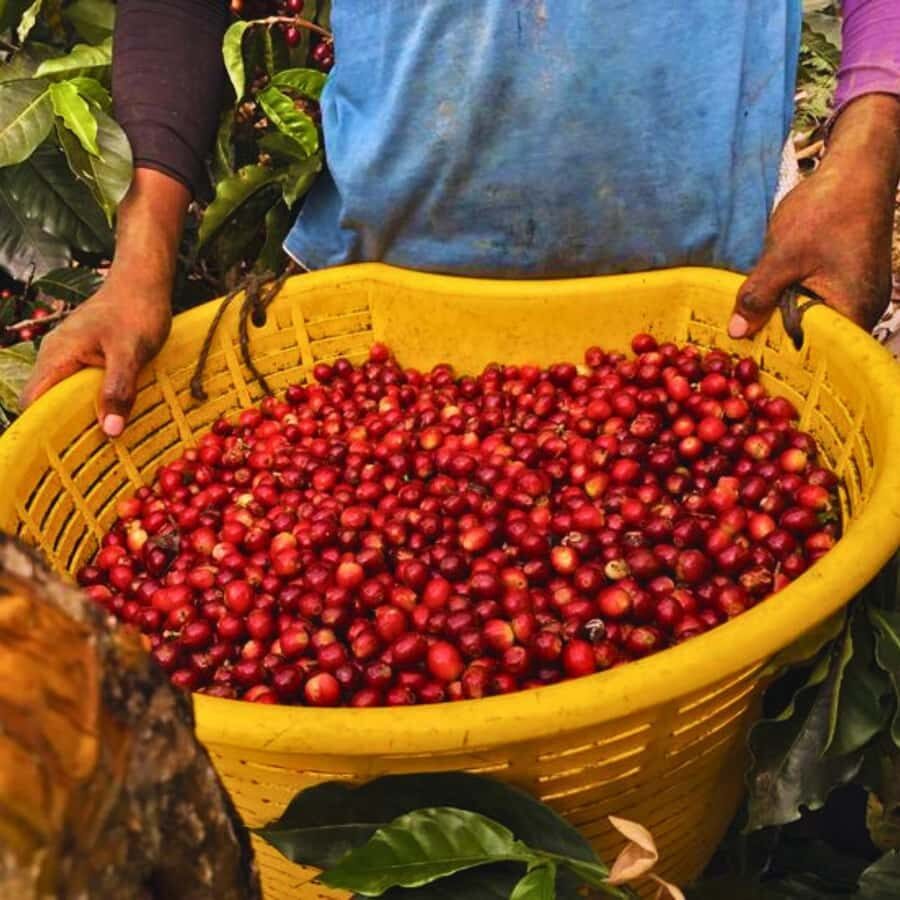 Coffee, Cocoa and Trekking Tour in Minca: Nature, Crops and Production - Key Points I’d Highlight Before You Go