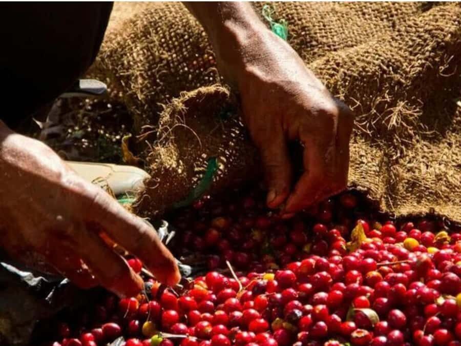 Coffee, Cocoa and Trekking Tour in Minca: Nature, Crops and Production - Who This Tour Is Best For (and Who Should Skip It)