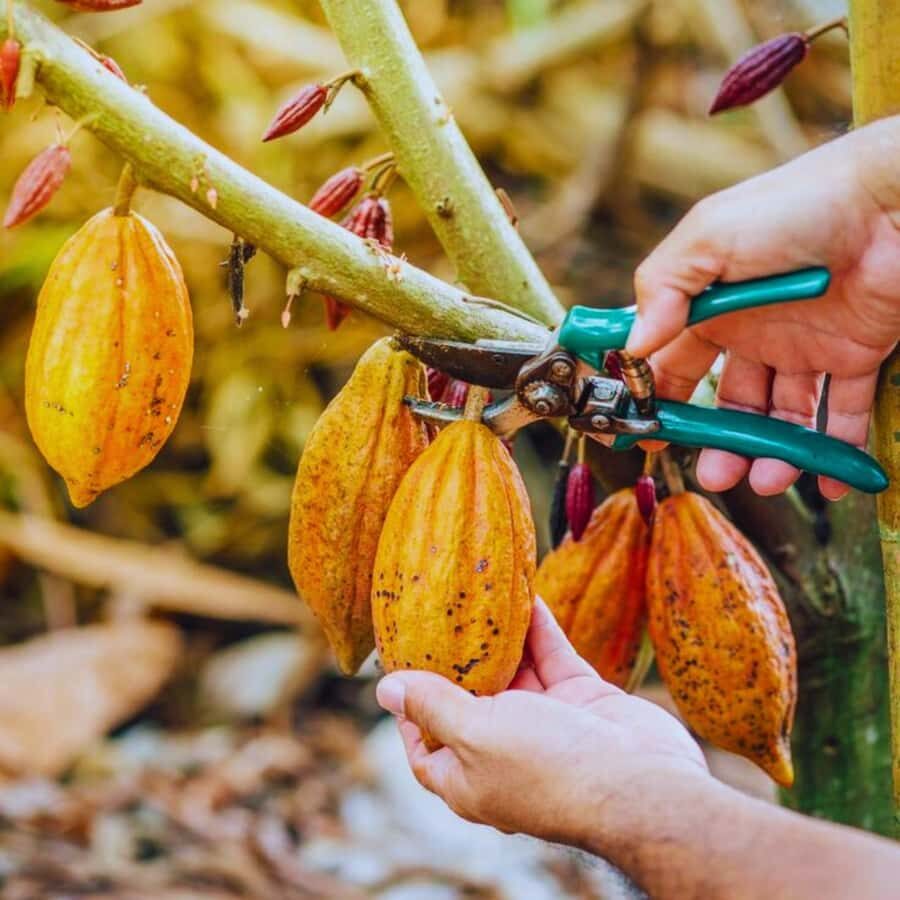 Coffee, Cocoa and Trekking Tour in Minca: Nature, Crops and Production - Entering Minca’s Coffee Country: What This 4.5-Hour Tour Is Really Like