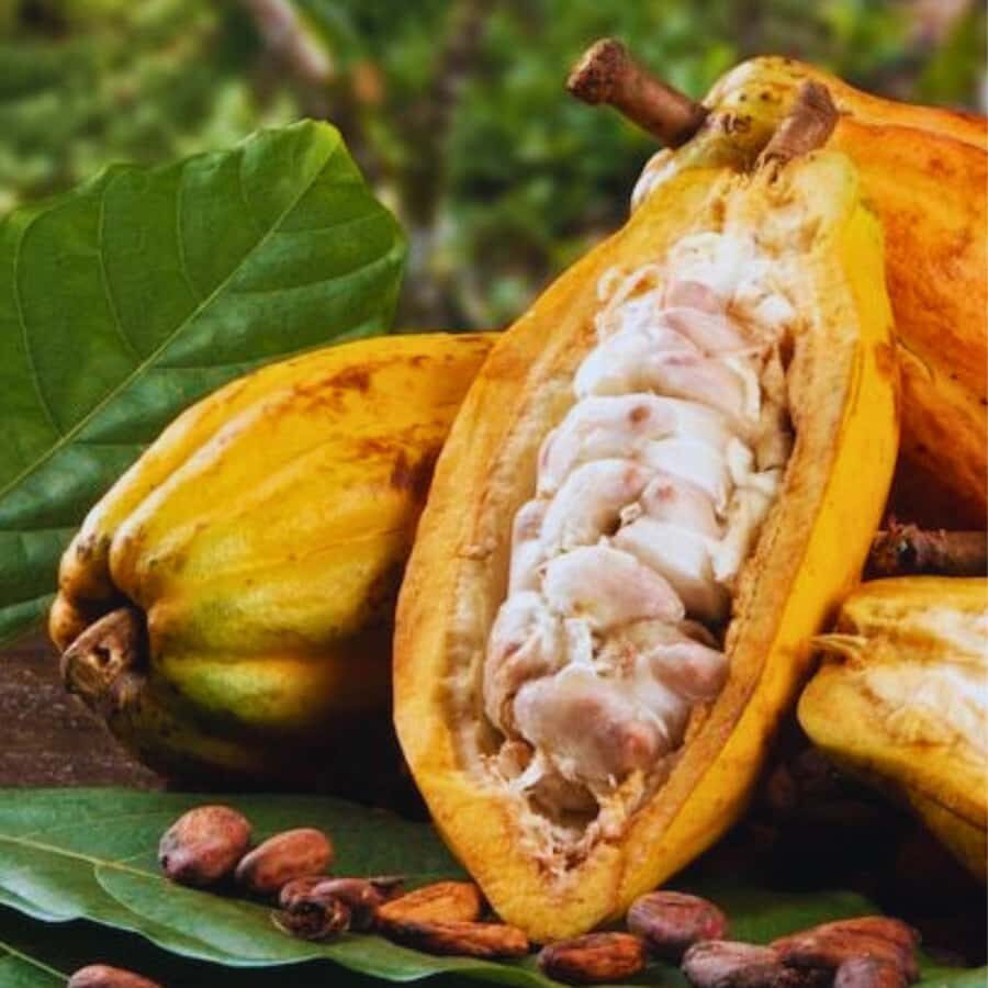 Coffee, Cocoa and Trekking Tour in Minca: Nature, Crops and Production - Fitness Check: What the Hike Feels Like and What to Bring