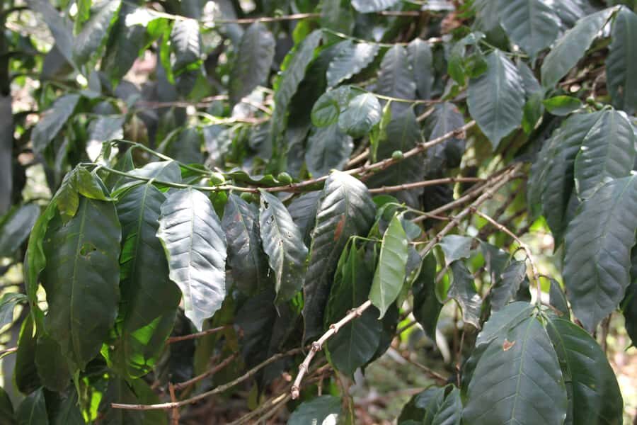 Coffee Experience: Hacienda Coloma Tour from Bogotá - FAQ
